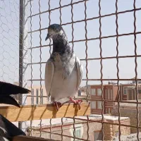 کفتر پرشی|پرنده|یزد, |دیوار