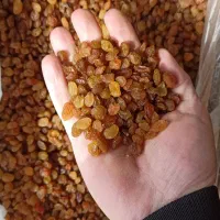 کشمش تیزآبی|خوردنی و آشامیدنی|اهواز, زندوکیلی|دیوار