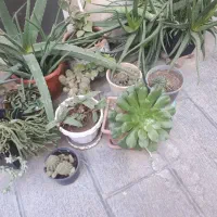 انواعی از گل و گیاه الوعه ورا گندمک و غیر ه