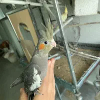 عروس هلندی نرم خور