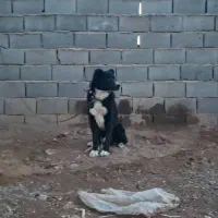 باسلام خدمت عشق بازای عزیز و دوست داشتنی