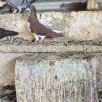 خوشرنگ سرخ