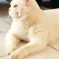 واگذاری رایگان گربه