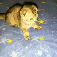 گربه اسکاتیش