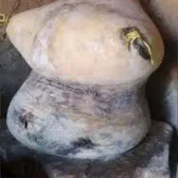 پوست نگهداری کمه گوسفندی /گاوی