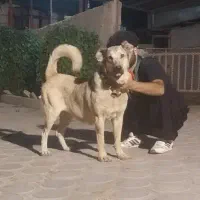 لاس سرابی فی ۱۷