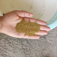 بزر یونجه