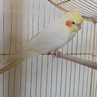 عروس هلندی ماده لوتینو زعفران اهلی|پرنده|مرند, |دیوار