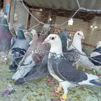 کبوتر