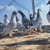 کفتر پرشی همه نر|پرنده|الوند, |دیوار