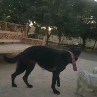 ژرمن بلک ورک|سگ|مشهد, صیاد شیرازی|دیوار