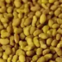 بذر یونجه ماپا