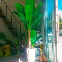 نخل موز
