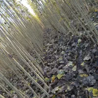 فروش نهال های قندار