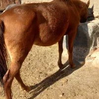 مادیان ۹ ماه ابستن