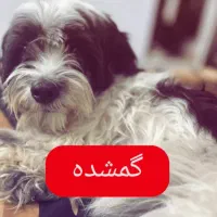 گمشده