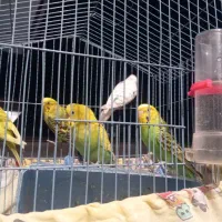 5عدد مرغ عشق