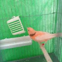 عوض کردن قناری