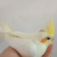 جوجه عروس هلندی سرلاکی