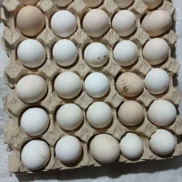 تخم مرغ نطفه دار گلین