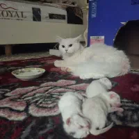 گربه گمشده