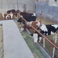 ۶ راس گوساله نر سیمینتال ترکمن ۲۵۰ کیلو