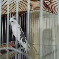 عروس هلندی گمشده