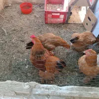 مرغ و خروس برهما