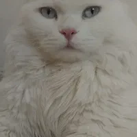 گربه گمشده در مارالان