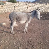 فروش ماده الاغ