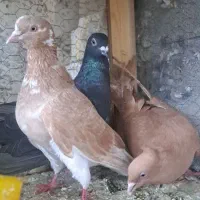 کبوتر کاشانی،دورگ