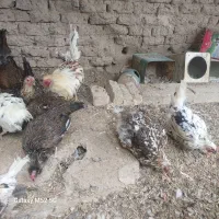 مرغ گلین