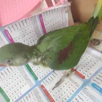 جوجه شاه طوطی سرلاکی دوماهه