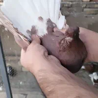 سرخ دم سفید و کینگ و سینه سیاه