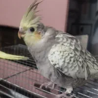 سلام یک جفت جوجه ۲ماهه دانه خور۱۵۰۰تومان