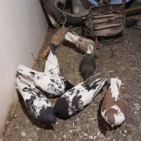 کفتر|پرنده|مشهد, چاهشک|دیوار