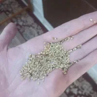 عرضه مستقیم کنجد . سیاه دانه . ارده . ادویه جات