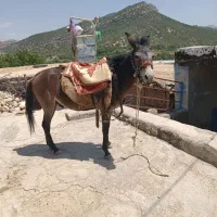 قاطر فروش|حیوانات مزرعه|لوداب, |دیوار