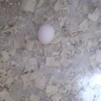 تخم عروس هلندی نطفه دار