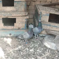 کبوتر پلاکی سبز