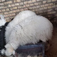 بزغاله فروشی