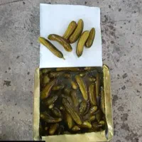 فروش خیار شور حلب، فله، بسته بندی|خوردنی و آشامیدنی|شیراز, کلاهدوز|دیوار