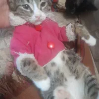 دوعددپیشی گربه نازوبازیگوش رایگان واگذارمیشود