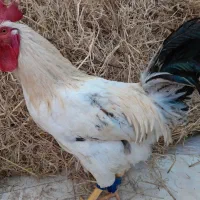 غاز اردک مرغ خروس|حیوانات مزرعه|رشت, جانبازان|دیوار