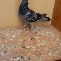 ی عدد کفتر|پرنده|محمدیه-قزوین, |دیوار