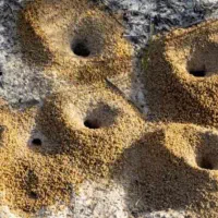 خاک‌مورچه اصل به همراه گرفتن فیلم حین جمع آوری