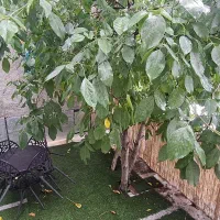 اقامتگاه استخردار باباصمد شمشک|اجارهٔ کوتاه‌مدت ویلا و باغ|شمشک, |دیوار