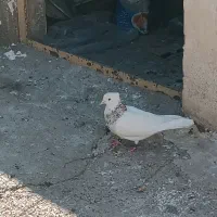 دوتا نر معاوضه با پرنده قفسی هم دارم