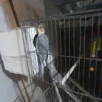 ۳جفت عروس با۲تانرتک