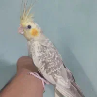 جوجه عروس هلندی های دستی و رام